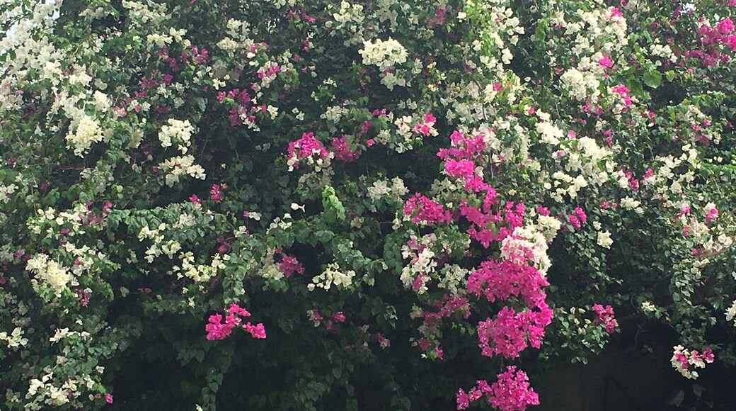 The flowers in Panama are just stunning!
#travel #photography #panama #panamacity #flowers #nature