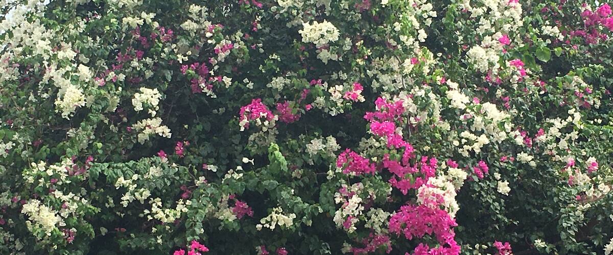 The flowers in Panama are just stunning!
#travel #photography #panama #panamacity #flowers #nature