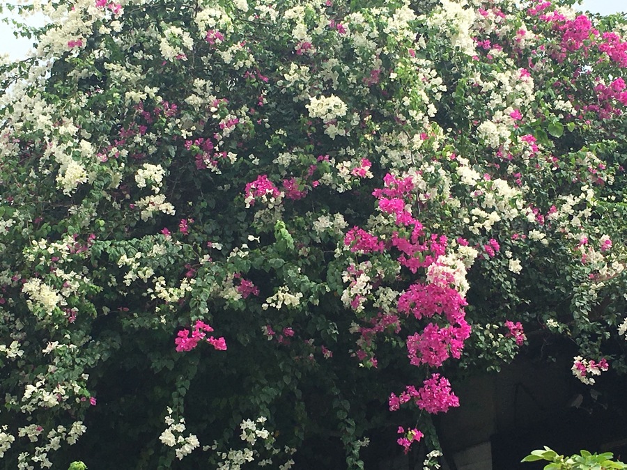 The flowers in Panama are just stunning!
#travel #photography #panama #panamacity #flowers #nature