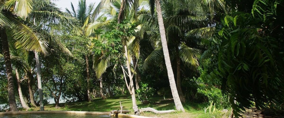 A tropical pool surrounded by palm trees and lush greenery.