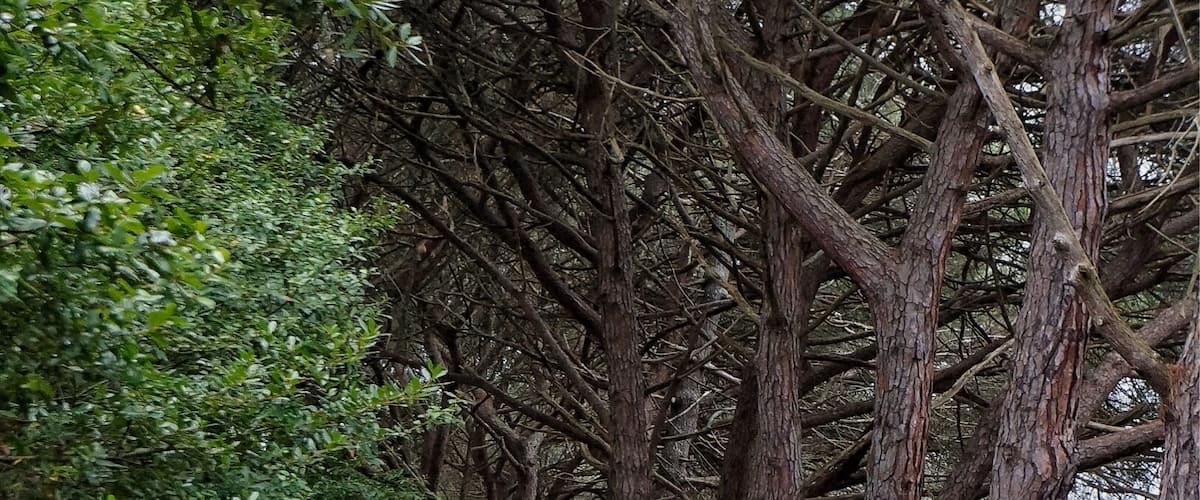 A pathway lined with tall trees.