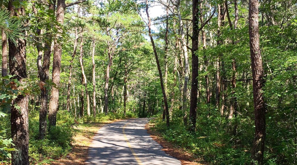Bike paths near Provincetown.