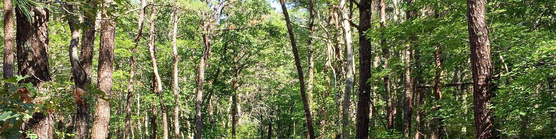 Bike paths near Provincetown.