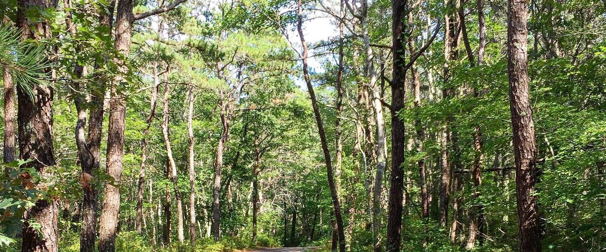 A forested road with tall trees and a clear sky.
