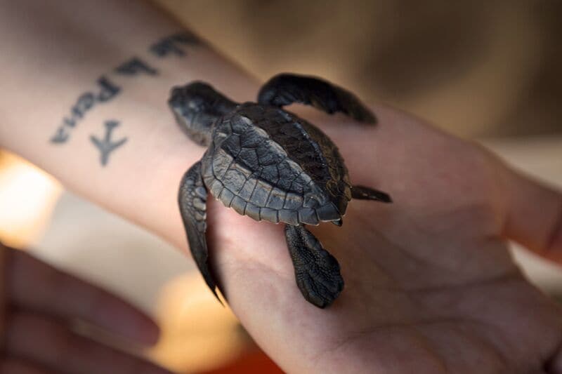 Eine Schildkröte auf einer Hand.