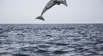 We have never seen as many dolphins as we did when off the coast of Puerto Escondido. We saw both white tail and spotted, and literally HUNDREDS of them just playing all around us.
A morning tour with Deep Blue Divers took us up and down the coastline to see dolphins, sea turtles, and even a 25 ton humpback whale with her baby.
For more, including a video and photos of the whale: http://www.hecktictravels.com/whale-watching-in-puerto-escondido