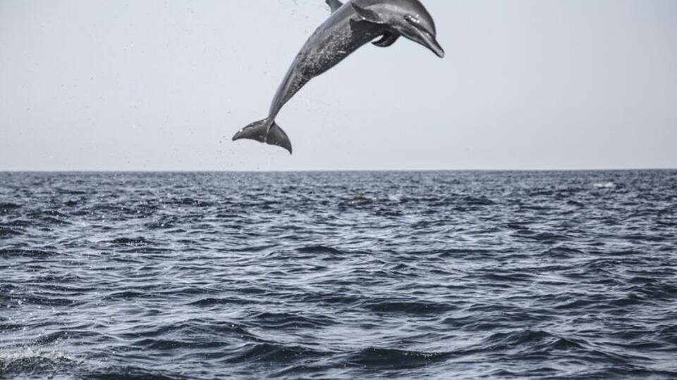 We have never seen as many dolphins as we did when off the coast of Puerto Escondido. We saw both white tail and spotted, and literally HUNDREDS of them just playing all around us.
A morning tour with Deep Blue Divers took us up and down the coastline to see dolphins, sea turtles, and even a 25 ton humpback whale with her baby.
For more, including a video and photos of the whale: http://www.hecktictravels.com/whale-watching-in-puerto-escondido