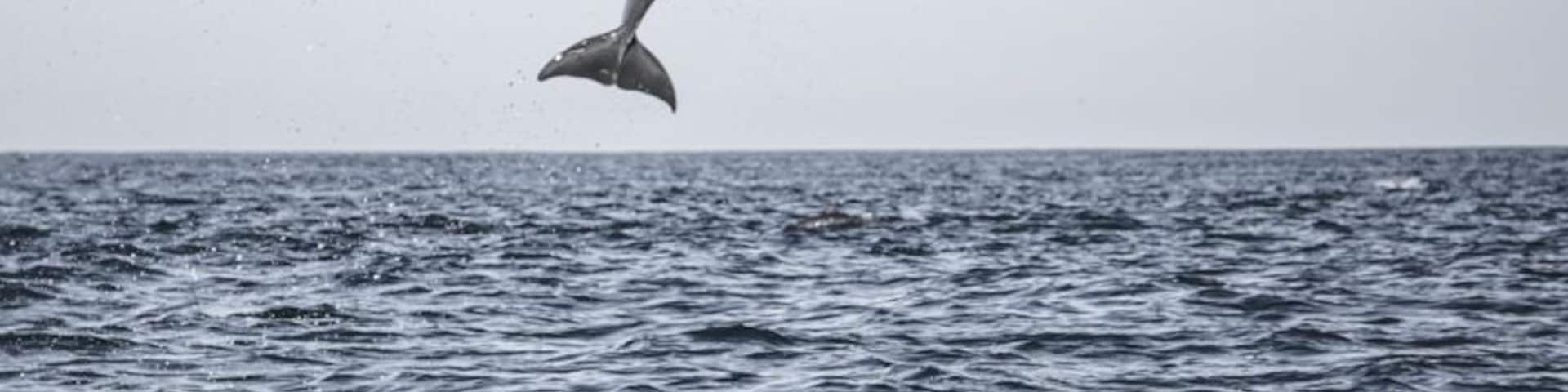 We have never seen as many dolphins as we did when off the coast of Puerto Escondido. We saw both white tail and spotted, and literally HUNDREDS of them just playing all around us.
A morning tour with Deep Blue Divers took us up and down the coastline to see dolphins, sea turtles, and even a 25 ton humpback whale with her baby.
For more, including a video and photos of the whale: http://www.hecktictravels.com/whale-watching-in-puerto-escondido