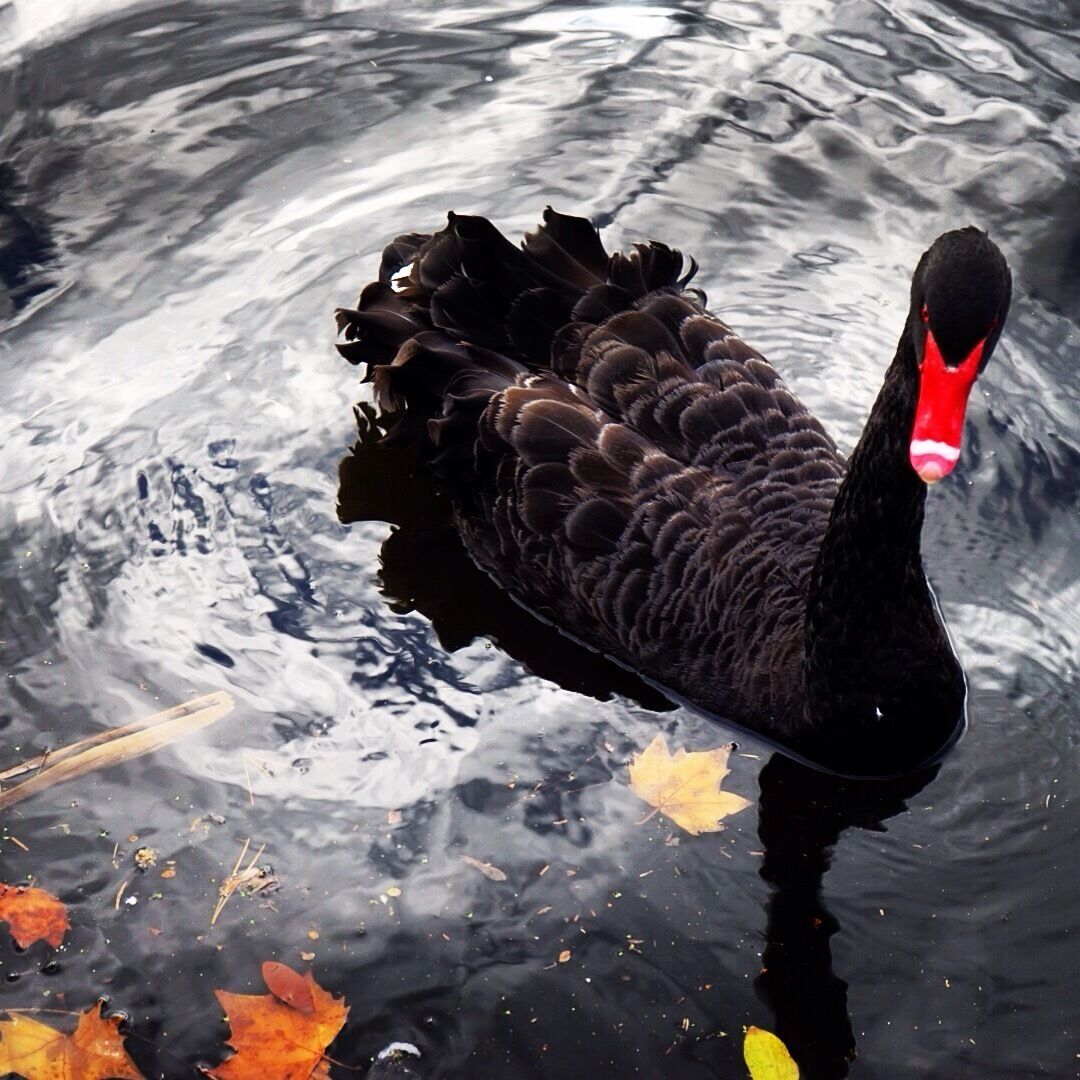 That's a Black Swan. 
#alifefullofserendipity #serendipitytess #travel #travelblogger #adelaide #australia #blackswan #swan #bird #traveling #roadtrip #nomad #globetrotter #wanderlust #nature #fauna #photo #photooftheday #animal #wildlife #travelphotography #traveltheworld #australia_oz #australianblogger