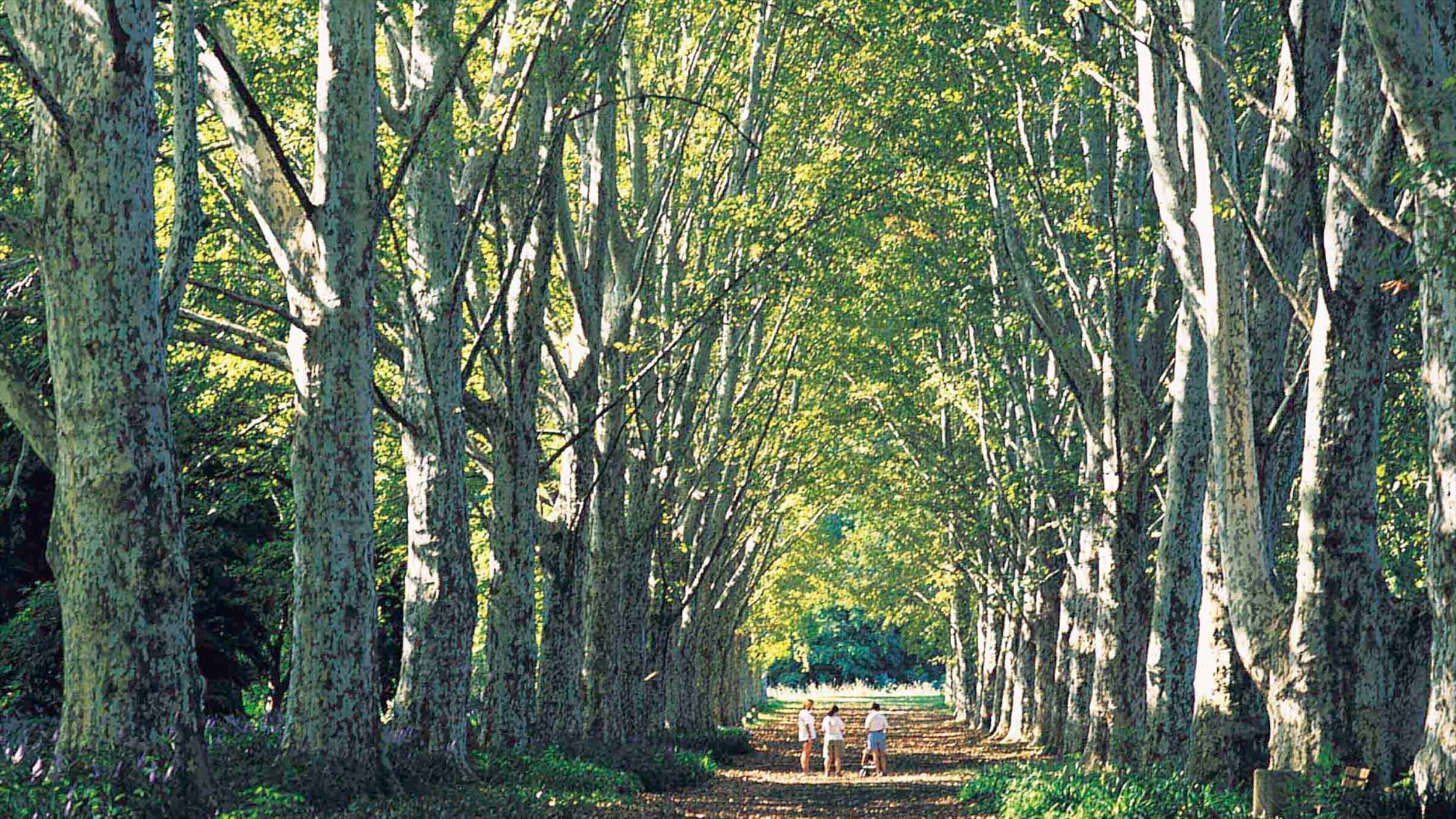 Pietermaritzburg which includes a park as well as a small group of people