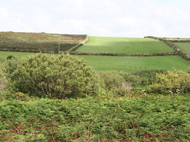 Fields Beyond the valley-bottom scrub the fields on the hillside are used for growing grass for silage to feed dairy herds. The field on the left has gone out of cultivation and is reverting to heathland vegetation.