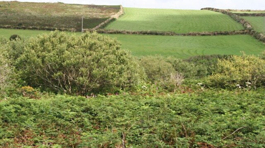 Fields Beyond the valley-bottom scrub the fields on the hillside are used for growing grass for silage to feed dairy herds. The field on the left has gone out of cultivation and is reverting to heathland vegetation.