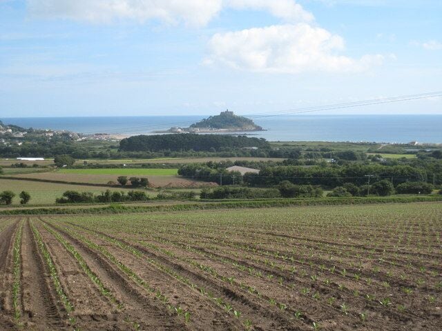Newly planted field of cauliflower at Ludgvan Churchtown Looking towards St Michael's Mount.