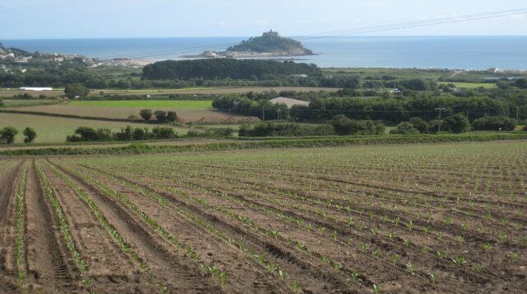 Newly planted field of cauliflower at Ludgvan Churchtown Looking towards St Michael's Mount.