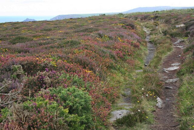 The Coast Path above Chypraze Cliff It's quite colourful but most of the heathers are past their best and the western gorse does not seem inclined to give a good display of yellow flowers at the moment. At the right time and the right year this spot can give a most spectacular display of yellow and purple and as you might have guessed I did not have a camera at that time!