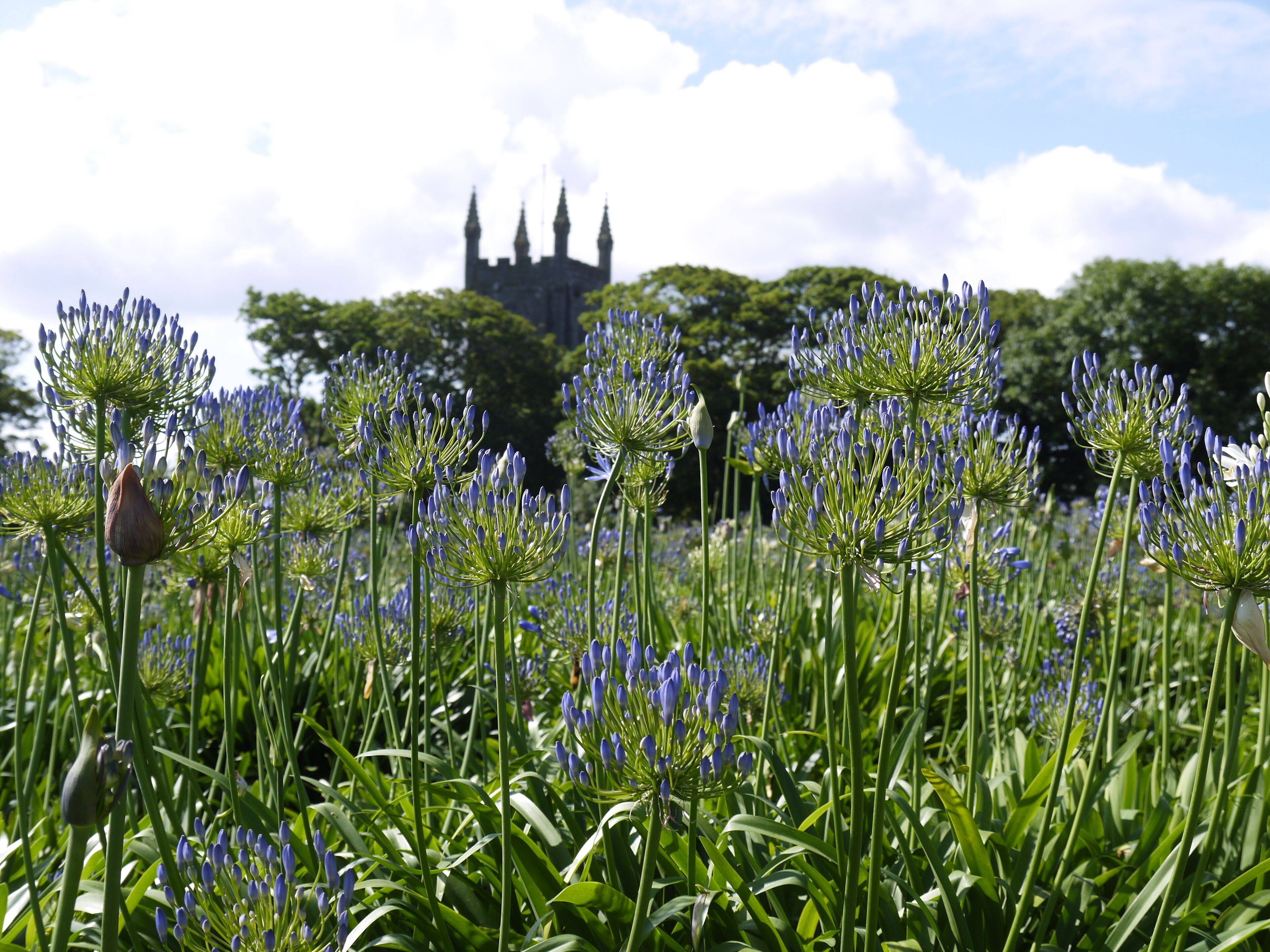Agapanthus Field.
