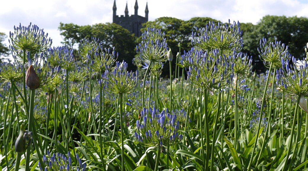 Agapanthus Field.