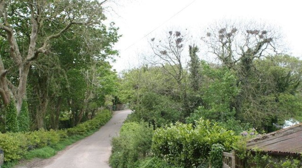 Rookery at Alsia Mill