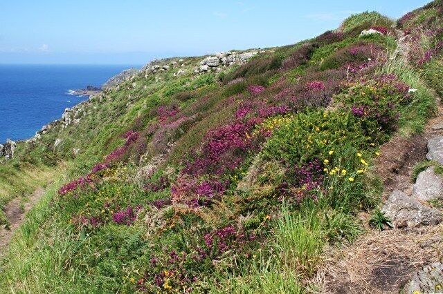 A coastal hillside with purple heather, yellow flowers, and green grass.