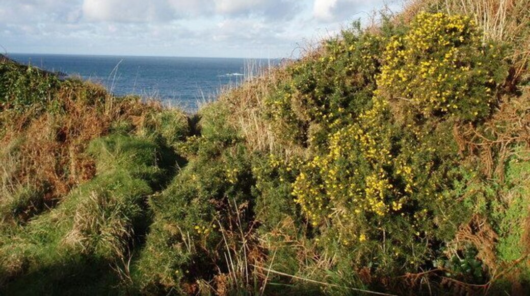 Gorse above Portheras Cove. Although this picture was taken in December the sea seems as blue as in summer. Taken from the path from Chypraze to Portheras Cove.