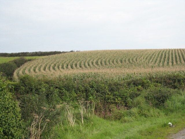 Field of maize at Trelew Farm