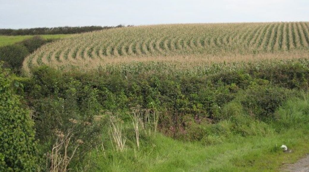 Field of maize at Trelew Farm