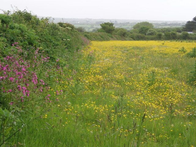 Buttercup Meadow, Packet Lane. Packet Lane runs north from the Falmouth Packet pub. Looking towards Godolphin.