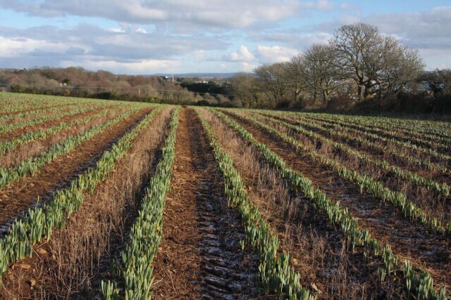 A field with rows of crops under a partly cloudy sky.