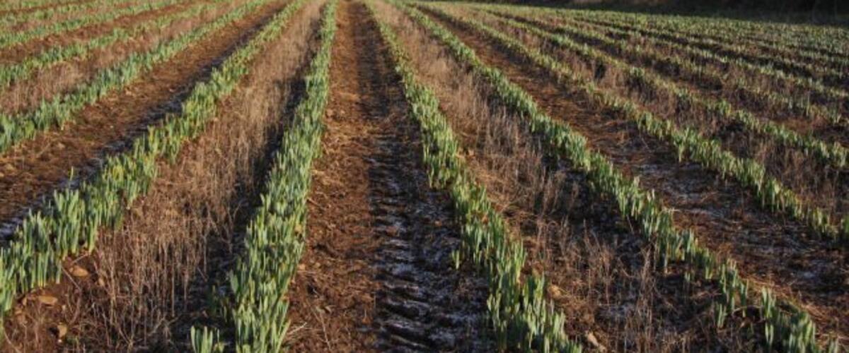 A field with rows of crops under a partly cloudy sky.