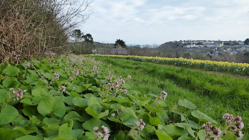 Winter Heliotrope.