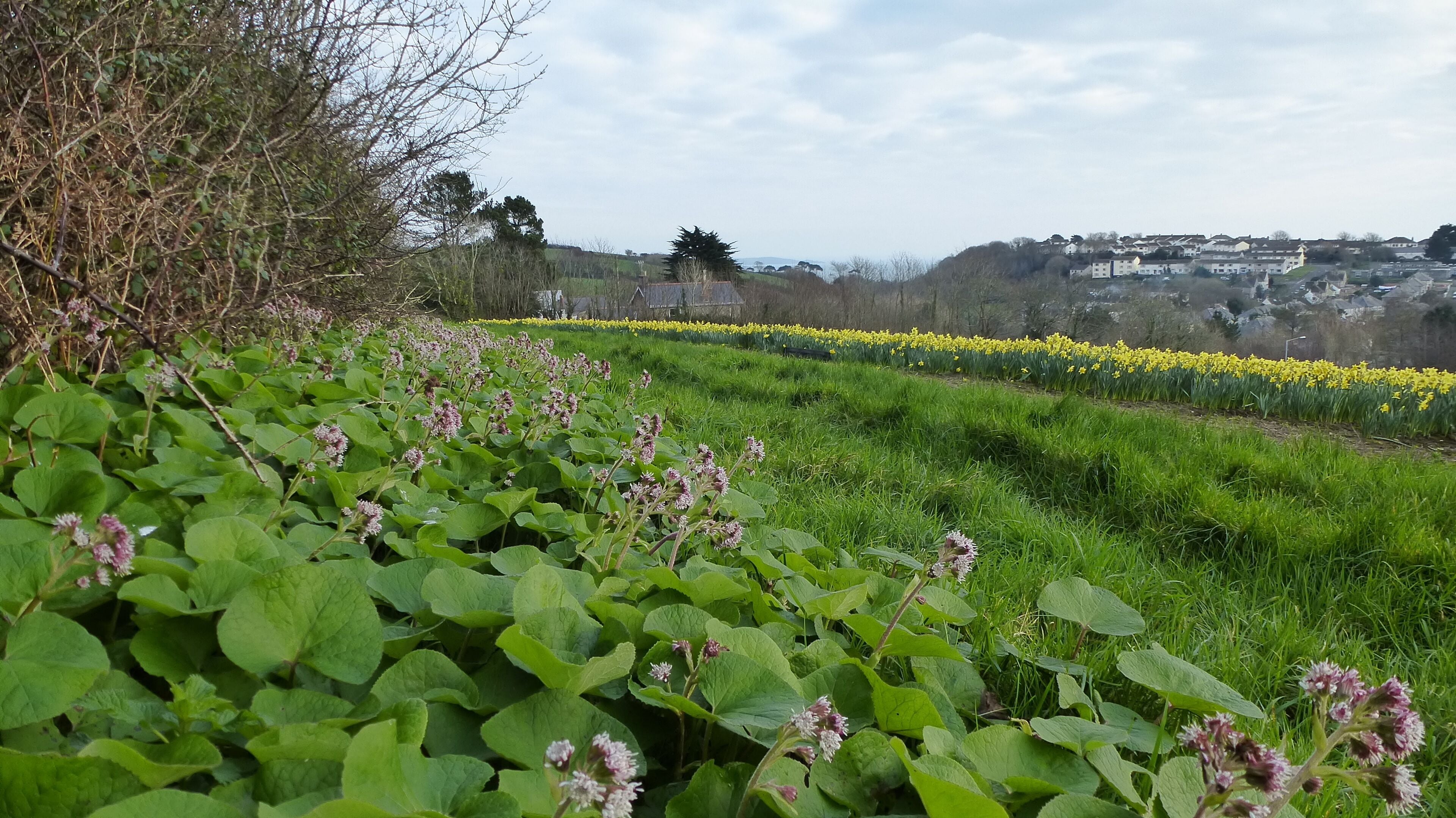 A field of daffodils and clover in a rural landscape with houses in the background.