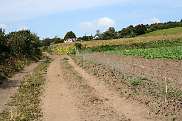 Brassicas and Maize On the lower slopes east of Penzance is some fairly good agricultural land. The near field of winter greens is surrounded by a low rabbit fence. Beyond that is a field of maize, usually grown as a silage crop for fodder.