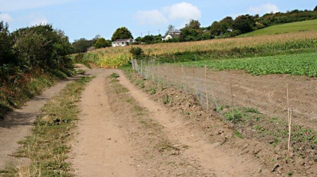 Brassicas and Maize On the lower slopes east of Penzance is some fairly good agricultural land. The near field of winter greens is surrounded by a low rabbit fence. Beyond that is a field of maize, usually grown as a silage crop for fodder.