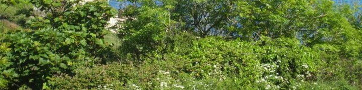 View down Lamorna Valley towards the cove