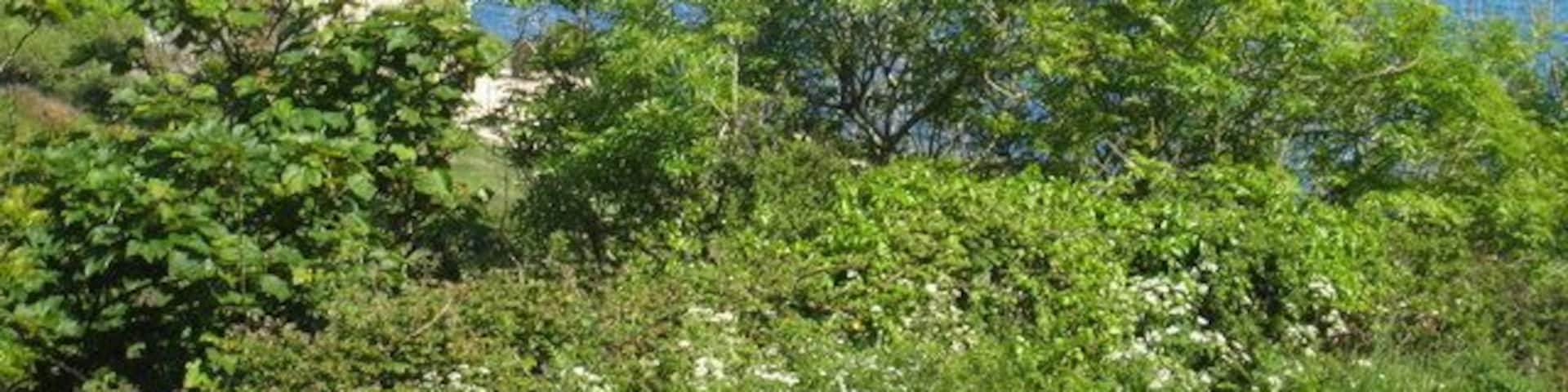 View down Lamorna Valley towards the cove
