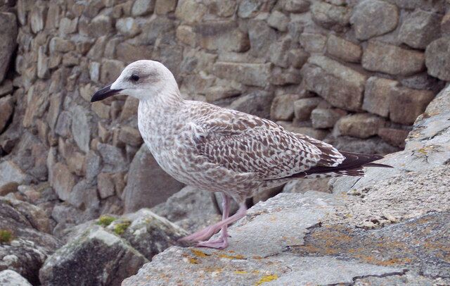 Cheeky Seagull Hoping for a free handout at Lamorna Cove.