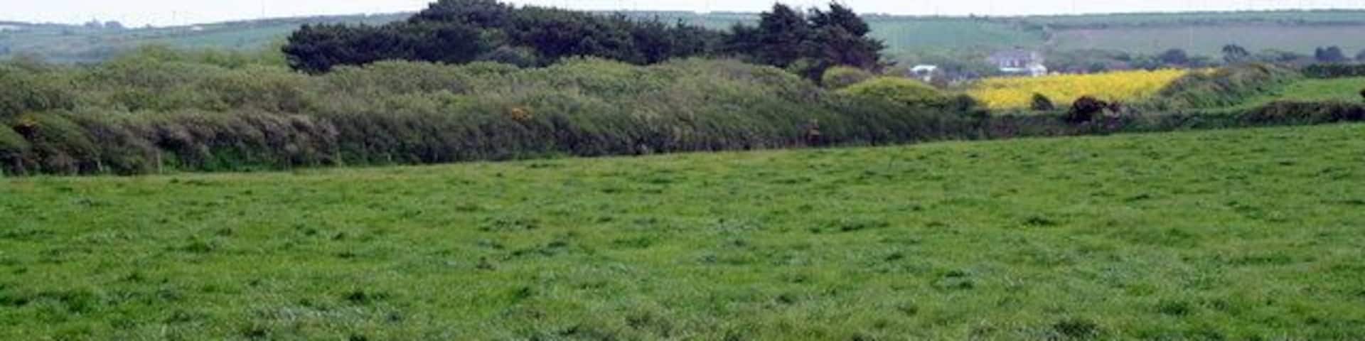 Field at Skewjack Farm In the centre of the picture is a large area of apparently impenetrable scrub in a marshy area, which is no doubt quite a haven for wildlife.