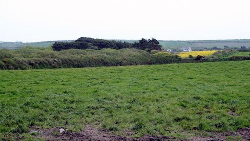 Field at Skewjack Farm In the centre of the picture is a large area of apparently impenetrable scrub in a marshy area, which is no doubt quite a haven for wildlife.