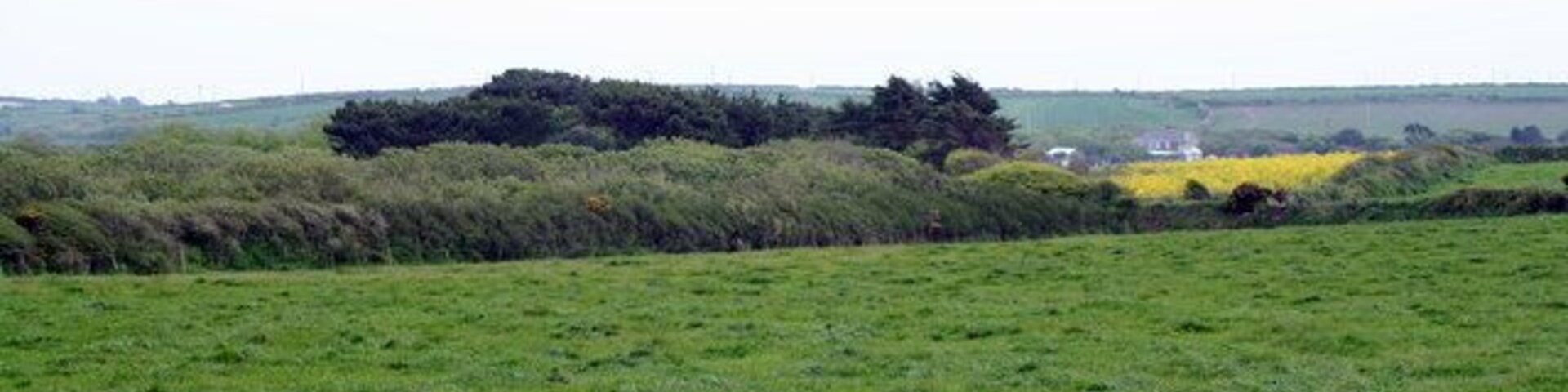 Field at Skewjack Farm In the centre of the picture is a large area of apparently impenetrable scrub in a marshy area, which is no doubt quite a haven for wildlife.