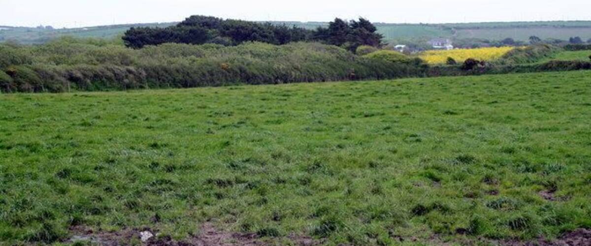 A green field with a bushy area and a white building in the distance.