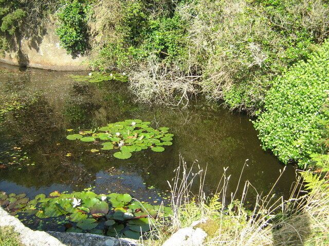 A pond with lily pads and surrounding greenery.