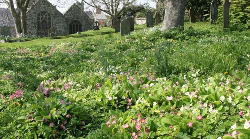 Primroses in St Germoe's parish churchyard, Germoe, Cornwall