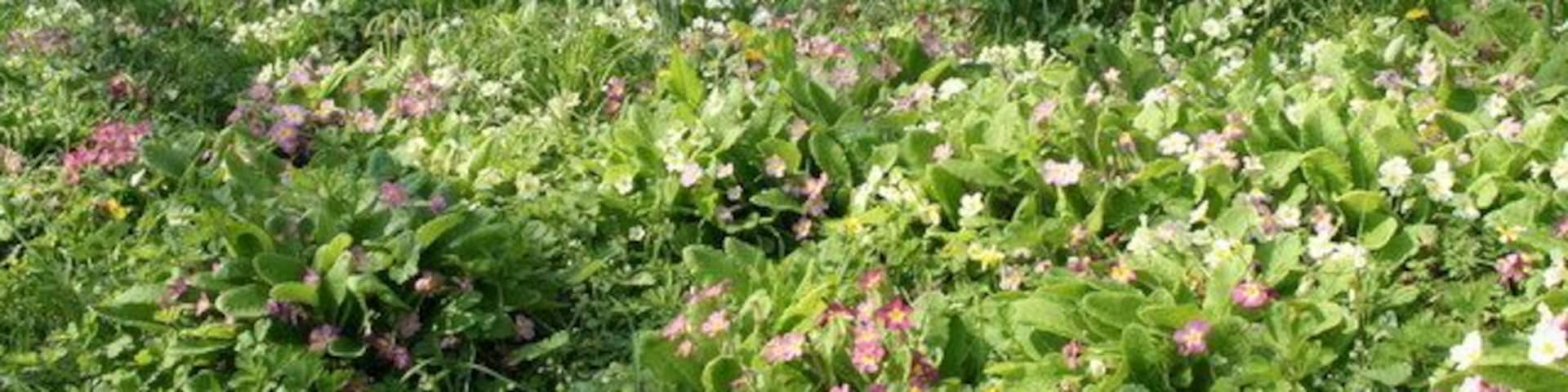 Primroses in St Germoe's parish churchyard, Germoe, Cornwall