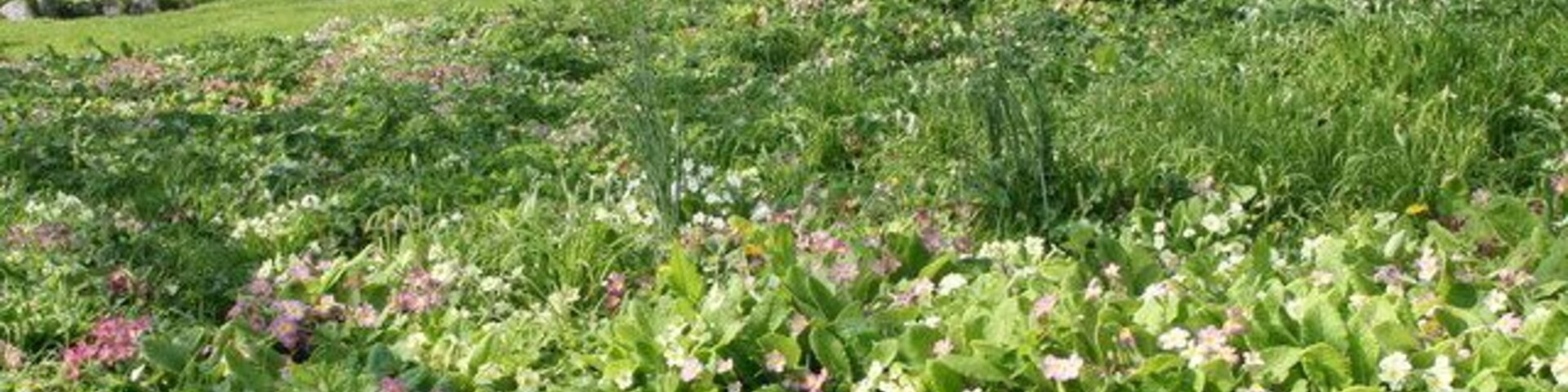 Primroses in St Germoe's parish churchyard, Germoe, Cornwall