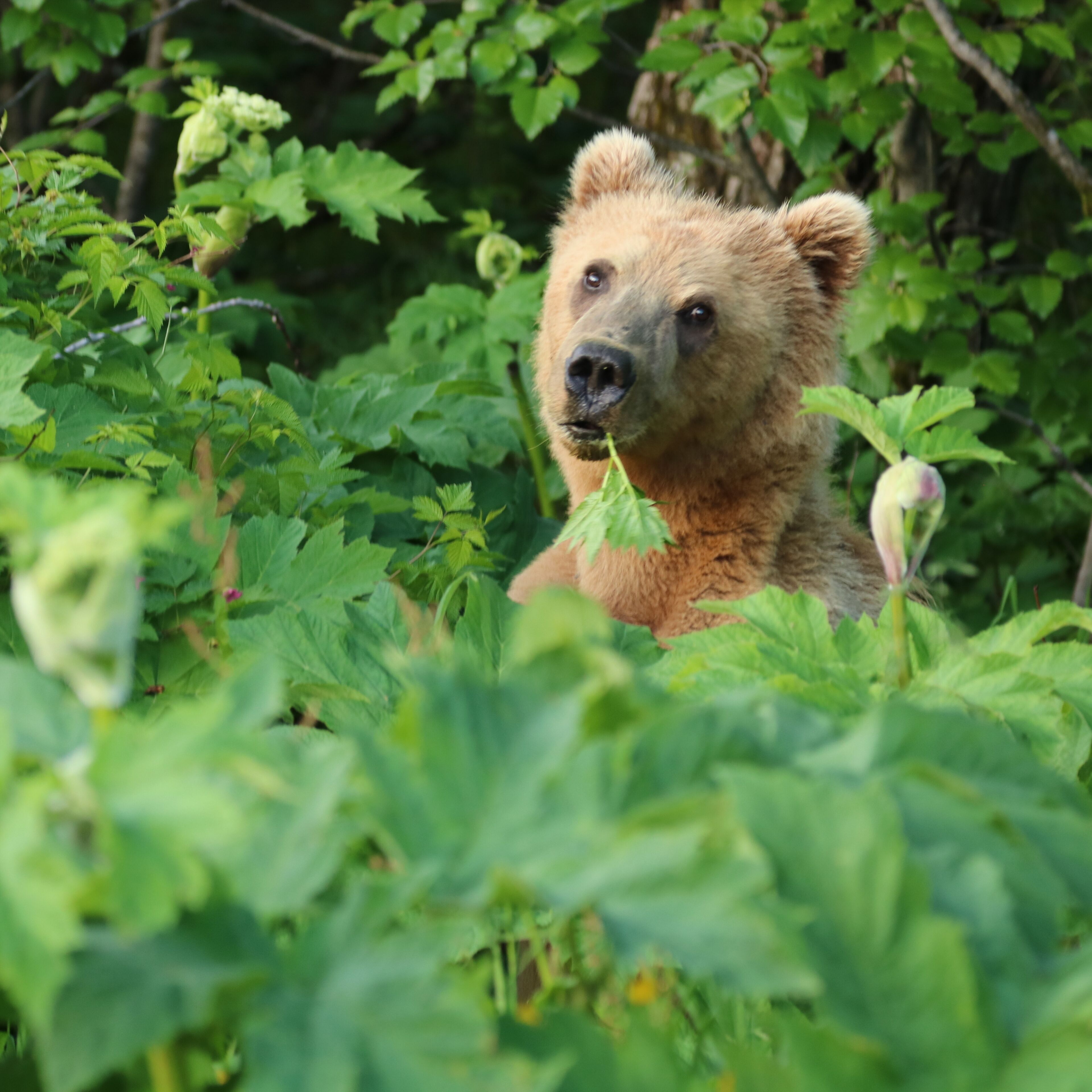 A bear in a forest with green foliage.