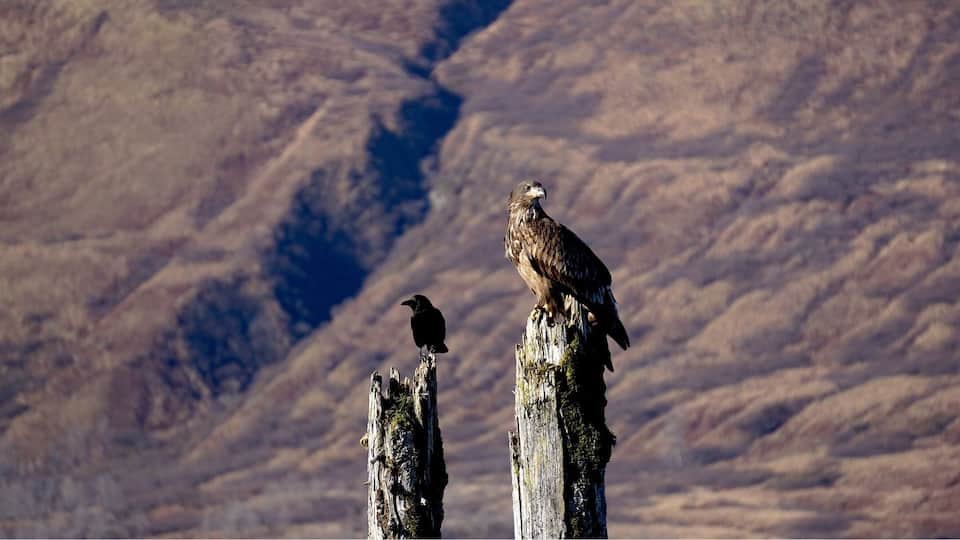 Two birds perched on a weathered post with a mountainous backdrop.