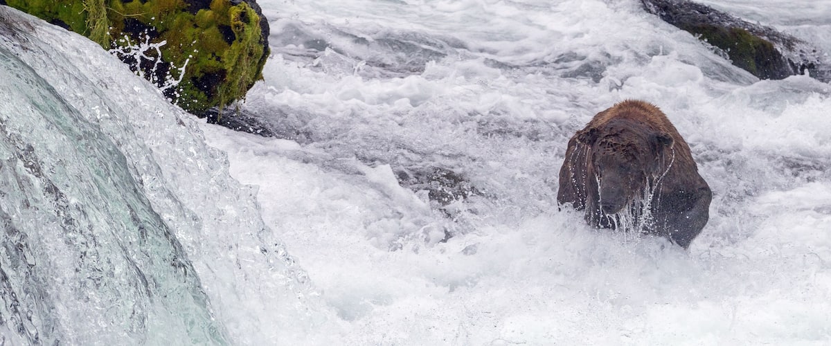 A bear in a turbulent river with rocks and water spray.