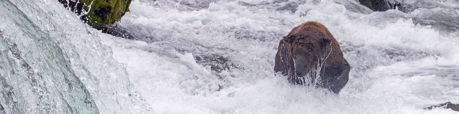 A bear in a turbulent river with rocks and water spray.