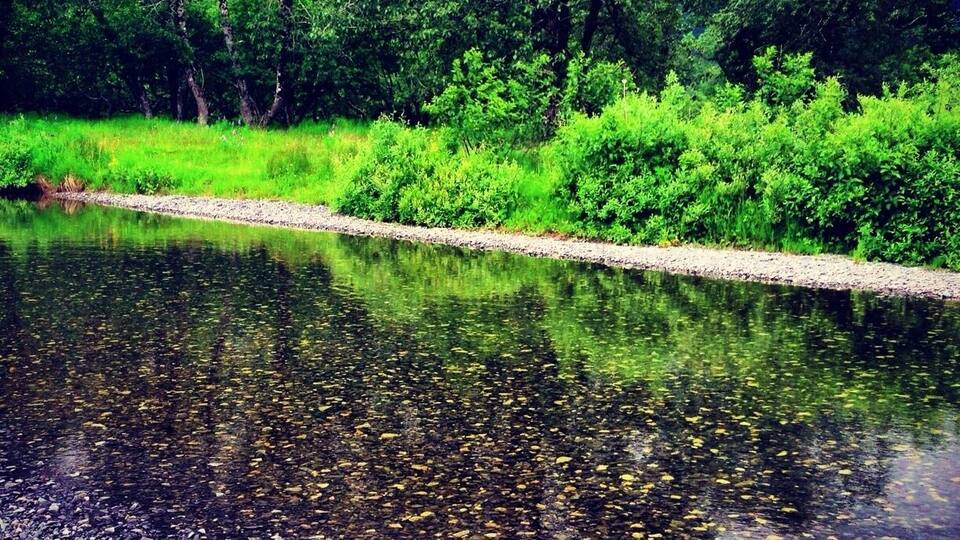 A river with clear water reflecting surrounding greenery and trees.