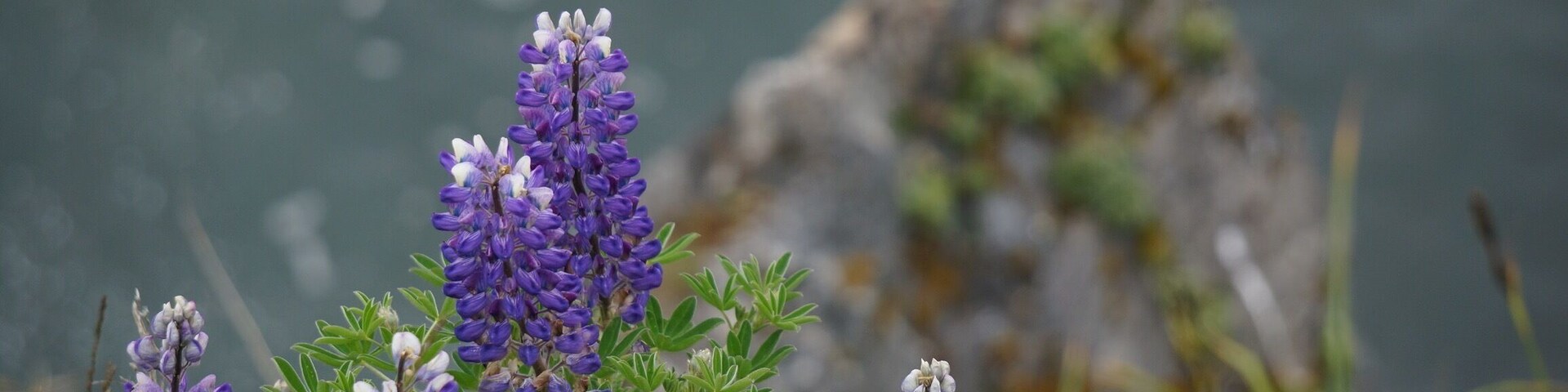 Cliff side lupine at Fort Abercrombie State Park